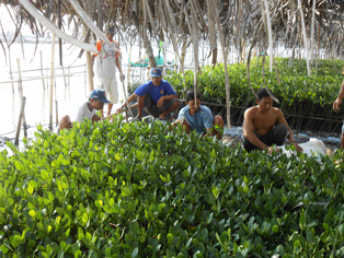 Mangrove _tambakrejo