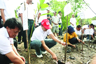 Mangrove _PTK