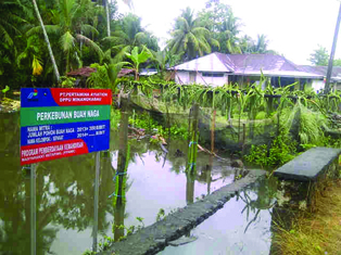 Pohon Sumbar