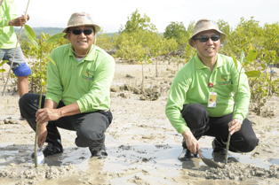 Mangrove PHE