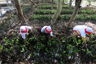 Mangrove Teluknaga