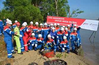 100_Mangrove _Pertamina _Dumai