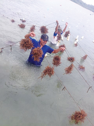 8-rumput Laut